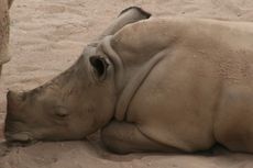 Breitmaulnashorn-Junges-070.jpg